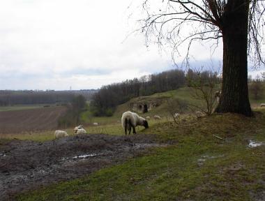 Schapen nabij een mergelgrot nabij de Sint Pietersberg