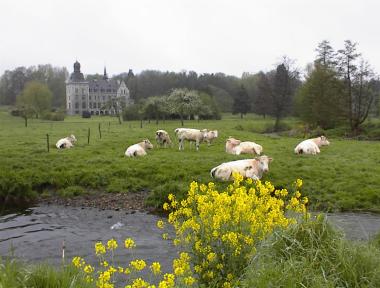 Koeien en riviertje door de weilanden met kasteel Cromw� bij Dalhem