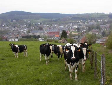 Koeien op heuvel en uitzicht op Stavelot