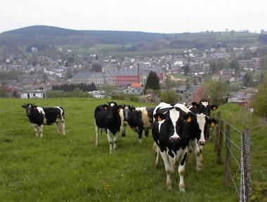 Koeien op heuvel en uitzicht op Stavelot Koeien op heuvel en uitzicht op Stavelot