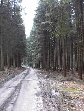 Bospad tussen Logbierm� en Mont-le-Soie Bospad tussen Logbierm� en Mont-le-Soie