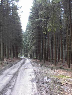 Bospad tussen Logbierm� en Mont-le-Soie