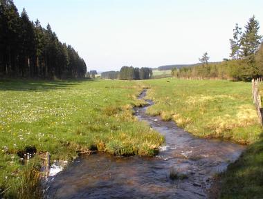 Slingerend beekje door de weilanden bij 'ruisseau des Fagnes'