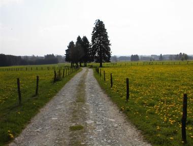 Weilanden met paardenbloemen nabij Commanster Weilanden met paardenbloemen nabij Commanster