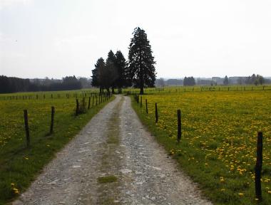 Weilanden met paardenbloemen nabij Commanster