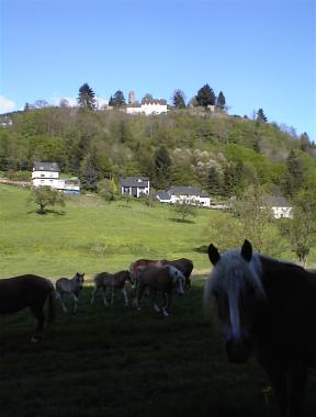 Paarden en Dasbourg (Duitsland) aan de andere oever van de Our Paarden en Dasbourg (Duitsland) aan de andere oever van de Our