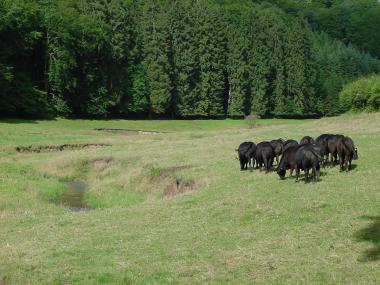 Zwarte koeien aan het riviertje de Halerbaach