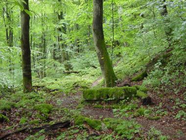 Groen bospad nabij Rosport