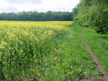 Wandelend langs de gele lijnzaadvelden nabij Neufchef