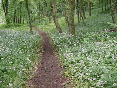 Smal pad door wit bloemenbed nabij Rombas