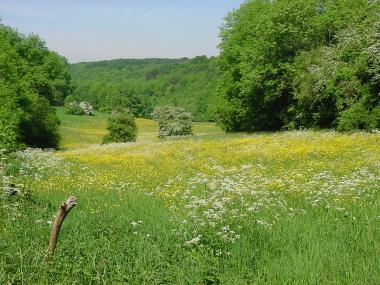 Vele bloemen in weilanden bij Col de Lessy (308 meter)