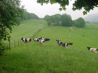 Weilanden en koeien nabij Gorze