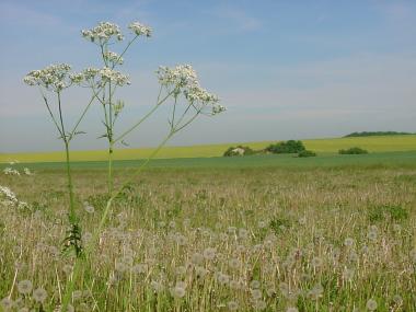 Uitzicht met paardebloemen op de ancienne Ferme du Puits