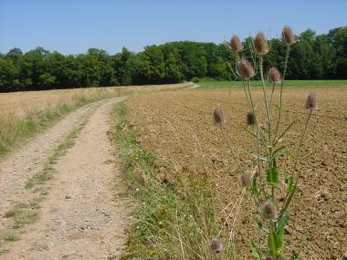 Veldweg naar de bosrand van 'For�t domaniale d'Amance'