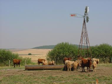 Koeien in een weiland nabij Blanche-Eglise