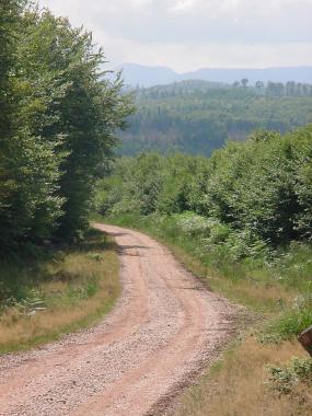 Bosweg met uitzicht op bossen en de Donon