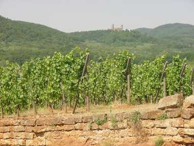 Wijnranken en op de heuvel Ch�teau d'Andlau