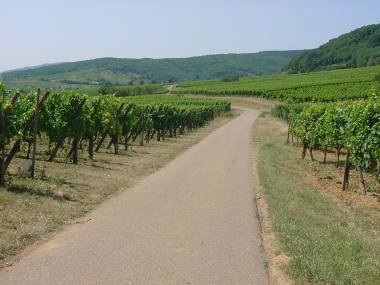 Asfaltweg door de wijngaarden tussen Barr en Andlau