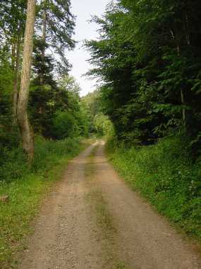 Bospad in het Weihermattenthal Bospad in het Weihermattenthal