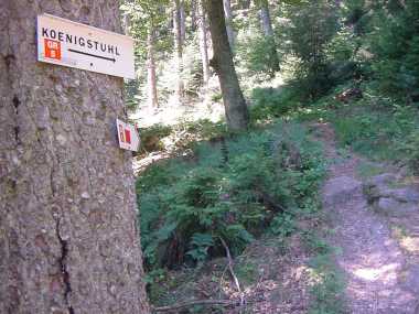 Klimmend bospad richting de Koeningstuhl Klimmend bospad richting de Koeningstuhl