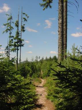 Bospad nabij de Koeningstuhl Bospad nabij de Koeningstuhl