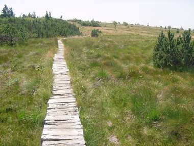Knuppelbruggetje in het natuurreservaat Gazon du Faing Knuppelbruggetje in het natuurreservaat Gazon du Faing