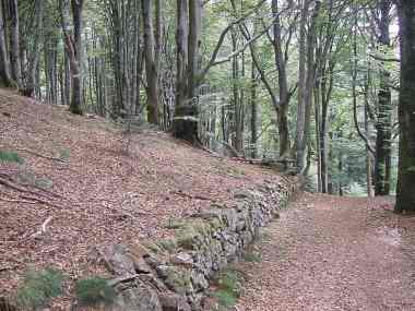 Bospad nabij de Tremontkopf