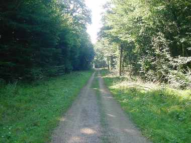 Bospad in het Bois de Ch�tenois Bospad in het Bois de Ch�tenois