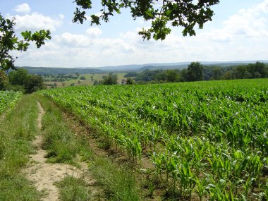 Velweg tussen Fesches-le-Ch�tel en Dasle