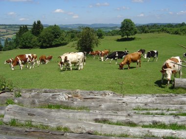 Uitzicht met koeien tussen Courtefontaine en Fessevillers