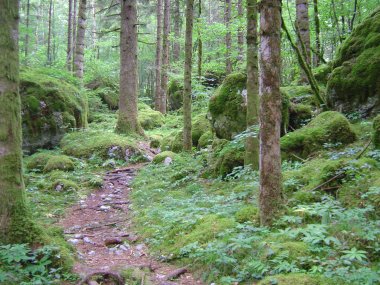 Met mos begroeide rotsen in de vallei van de Doubs Met mos begroeide rotsen in de vallei van de Doubs