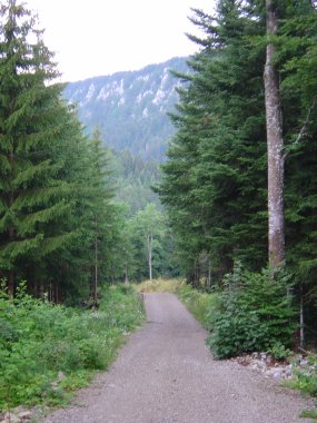 Wandelpad door de naaldbossen nabij le Th�verot Wandelpad door de naaldbossen nabij le Th�verot