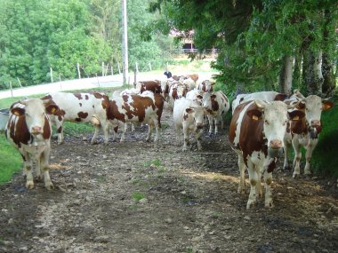 Boer met koeien op het pad nabij le Moulin Mar�chal