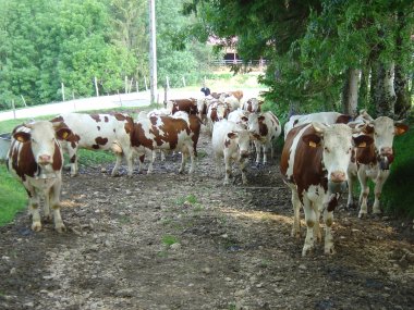 Boer met koeien op het pad nabij le Moulin Mar�chal Boer met koeien op het pad nabij le Moulin Mar�chal