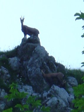 Twee berggeiten op de rotsen van het Fort de Joux