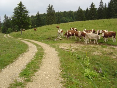 Koeien in wei langs pad nabij les Granges Raguin