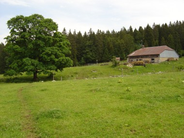 Grote boom in de wei bij Corneau Chalet