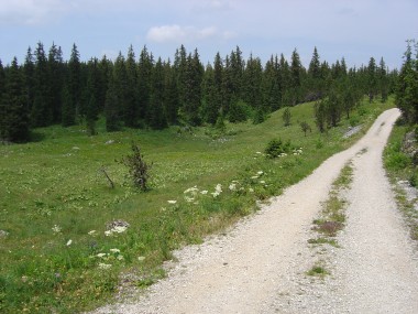 Pad langs naaldbos nabij de Route la la Combette-aux-Quilles