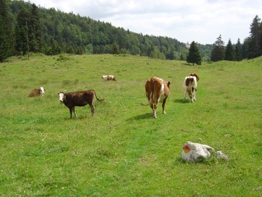 Koeien op het wandelpad (E2/E4) nabij St-Cergue Koeien op het wandelpad (E2/E4) nabij St-Cergue