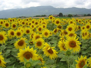 Prachtige zonnebloemen met zicht op heuvels St-Cergue Prachtige zonnebloemen met zicht op heuvels St-Cergue