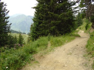 Bospad en naaldbomen nabij chalet Lenlevay