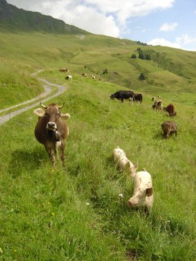 Koeien en varkens in de wei nabij de Col de Coux