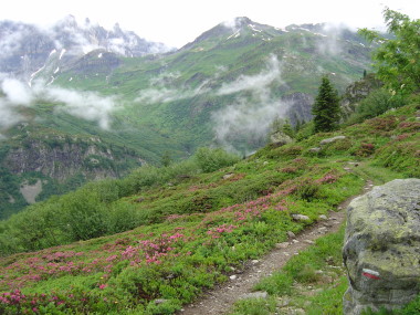 Paarse bloemenpracht en enkele wolkenflarden