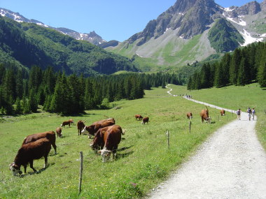 Koeien en prachtig berglandschap nabij La Balme