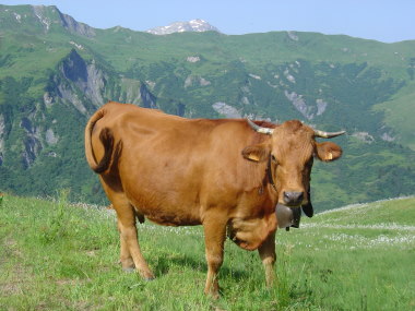 Koe met grote bel in bergwei bij Lac de Roselend Koe met grote bel in bergwei bij Lac de Roselend