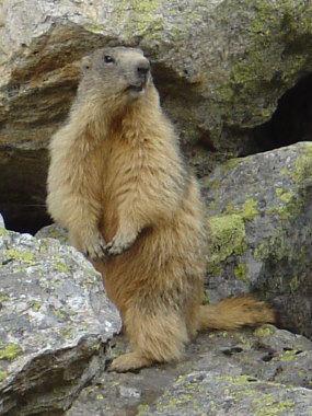 Marmot Marmot