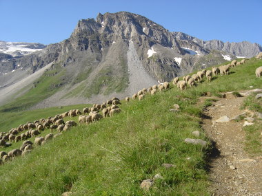 Schapen nabij Chalet de Lognan