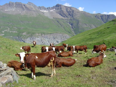 Koeien tussen Bonneval-sur-Arc en Bessans Koeien tussen Bonneval-sur-Arc en Bessans